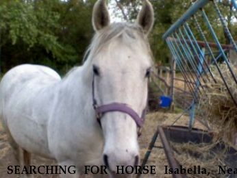 SEARCHING FOR HORSE Isabella, Near Libertyville, IL, 60048